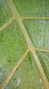Close up of rain water droplets suddenly dripping and running down a vibrant green tropical leaf. Perfect for nature and wellness concepts