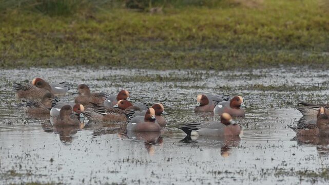 Eurasian Wigeon, Mareca penelope, birds on winter marshes