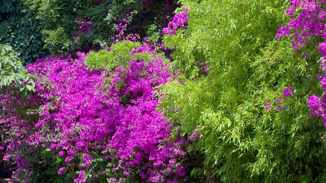 Bougainvillea flowering shrubs on the outskirts of Xizhou village, Yunnan, China
