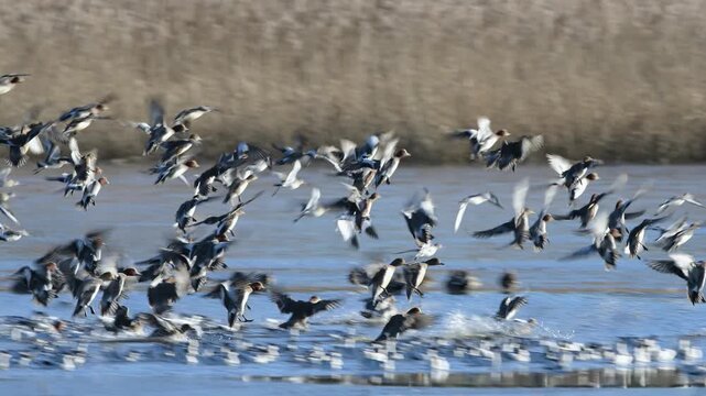 Pied Avocet, Recurvirostra avosetta and Eurasian Wigeon, birds in flight over winter marshes at sunrise