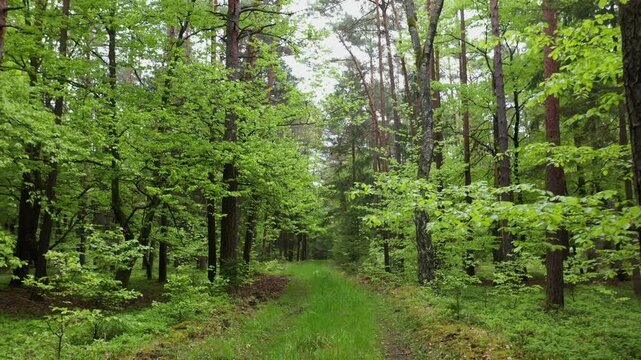 Drone flight along a forest road in a mixed forest, path, trees, deciduous trees, forestry, summer, Eastern Styrian hills, Styria, Austria