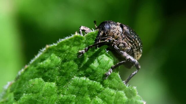 Pea Weevil (Bruchus pisorum), Devon, England, United Kingdom