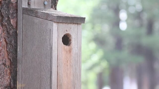Mountain chickadee (Poecile gambeli) parent lands at a rustic birdhouse entrance to feed its young, in slow motion in Lassen County, California