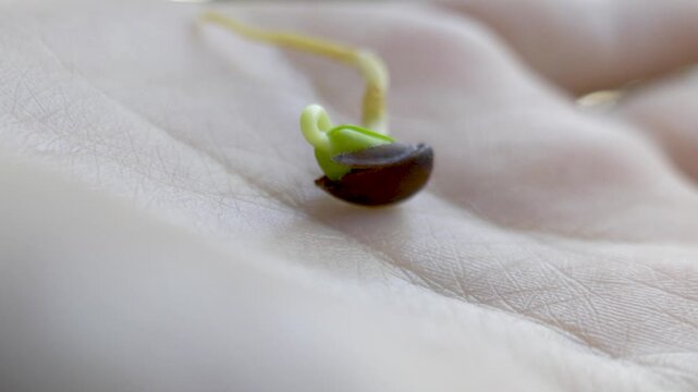 White bean sprout with root on human hand palm with blurry background macro, copy space