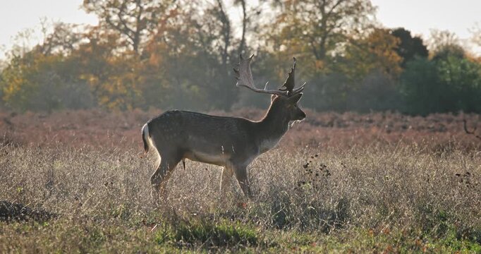 Fallow deer buck with antlers standing in a sunlit autumn meadow, side view as it surveys the tranquil woodland edge, embodying wild grace and natural habitat conservation
