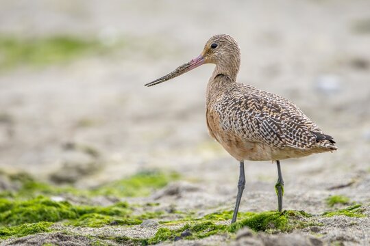 Marbled Godwit Shorebird Standing on Sandy Beach