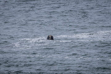 Fototapeta premium Southern right whale surfacing with visible callosities on its head, Praia da Gamboa, Garopaba, Santa Catarina, Brazil