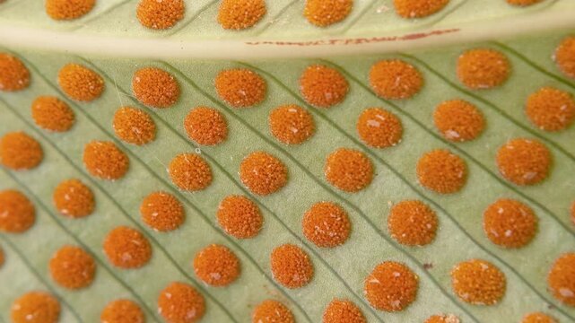 A very tiny mite runs between the sori of a fern frond, in a garden in the Eastern Cordillera of the Andes, in central Colombia, near the Iguaque Fauna and Flora Sanctuary.