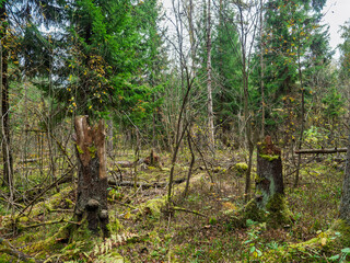 Fototapeta premium Decaying stumps and fallen logs in a mossy primeval forest during autumn