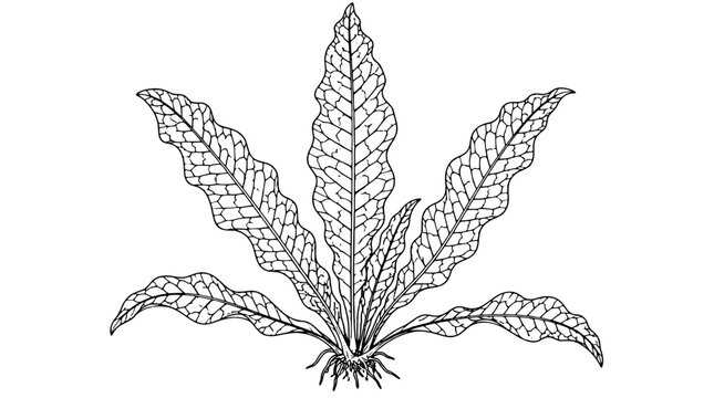 Detailed line art illustration of a crocodile fern rosette with six wavy lanceolate fronds showing reticulated veins and central root cluster drawn in thin lines in symmetric upright arrangement