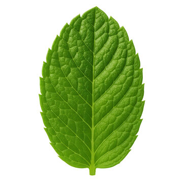 A single green mint leaf