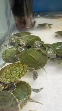 Group of red-eared slider turtles swimming and resting together in a freshwater aquarium, showing patterned green shells and distinctive red markings near their eyes.