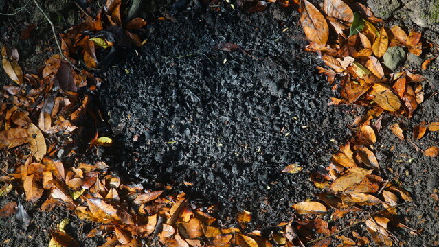 Burned Autumn Leaves and Charred Soil Texture Background in Natural Sunlight
