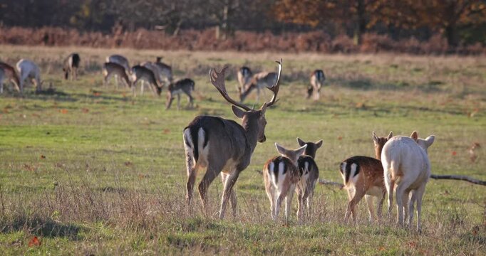 Fallow deer buck standing watch over a group of does and fawns, with a larger herd grazing peacefully in the natural open field habitat during a sunny autumn day