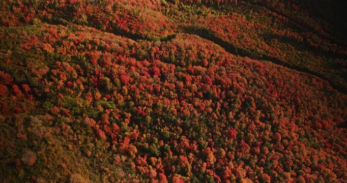 Red Autumn Colors In Rocky Mountain Canyon At Sunset - High, Aerial Shot
