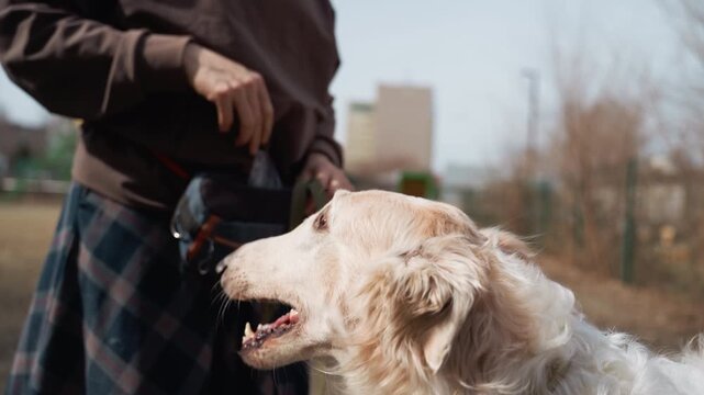 Golden retriever walks on leash held by adult wearing casual outdoor clothing. dog mouth is open showing its teeth and tongue while person stands in focus with blurred background elements