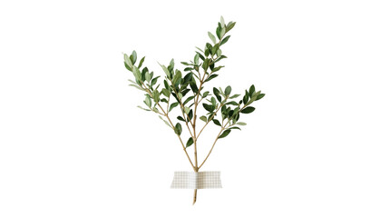 Fototapeta premium Olive tree branches green leaves secured with grid tape on png background