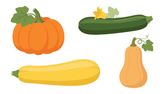 Fresh squash and pumpkin vector illustration set featuring isolated zucchini yellow crookneck and butternut varieties in cartoon style