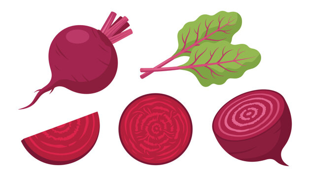 Fresh organic beetroot set with whole beet root half slice wedge and green leaves vector illustration isolated on white background
