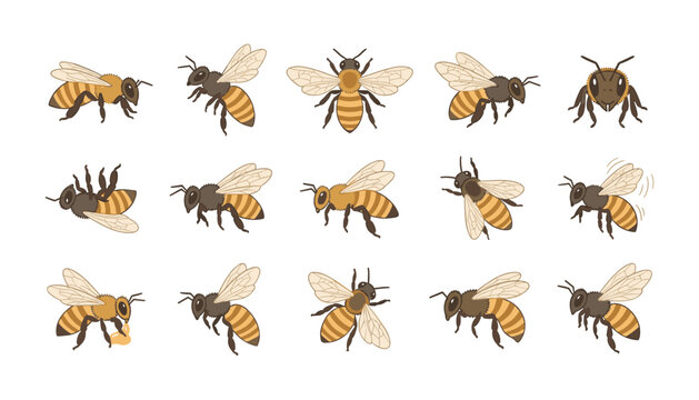 Honey bee vector character set featuring flying bumblebee insects in various poses isolated on white background collection