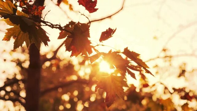 autumn in the park
