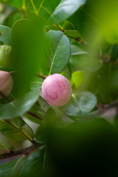 Developing fruits of the icaco tree Chrysobalanus icaco with green white and pink coloring hanging from branches. Tropical fruit also known as cocoplum or paradise plum. hicaco, jicaco or ciruela de p