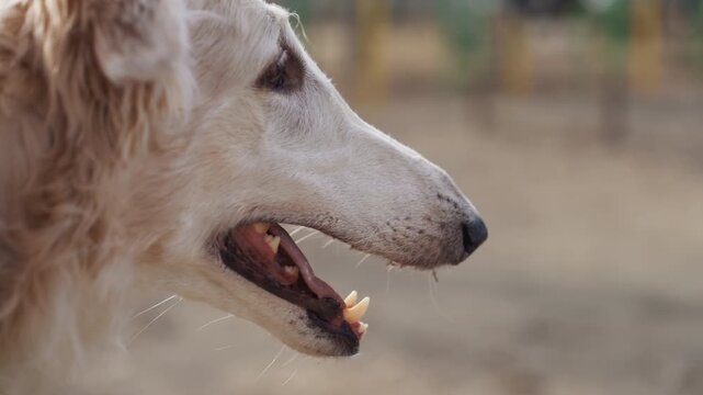Close up of dog face showing its open mouth and teeth with focus on texture of fur and details of facial features. background remains softly blurred throughout emphasizing subject
