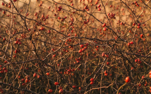 Wild rosehips on bare branches in autumn, nature background for seasonal design and harvest concept