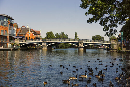 Windsor Town Bridge spanning the River Thames on a clear, sunny day, with Canada geese and waterfowl floating on the water in the foreground.