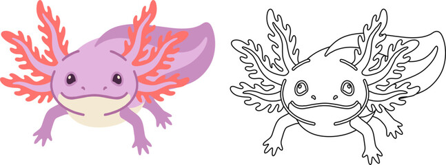 Fototapeta premium Axolotl purple pink coral gills dual version colored outline vector illustration isolated amphibian cute animal salamander aquatic mexican walking fish pet