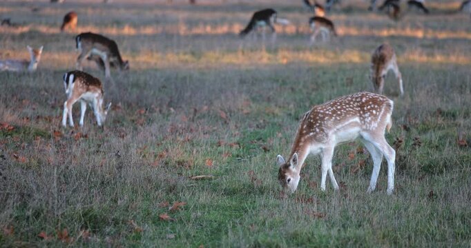 Fallow deer, including a young fawn, are grazing on green grass in a field during autumn, with warm sunlight illuminating the background, showing wild animals in their natural environment