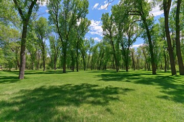 Obraz premium Lush green park with tall trees and blue sky
