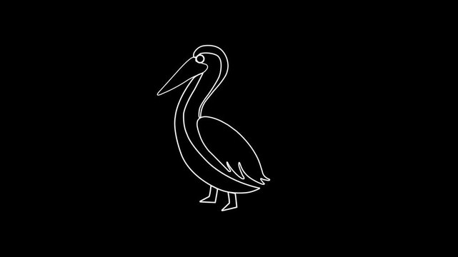 Minimal continuous line art animation of pelican bird walking isolated on dark black background, neon white line drawing vector motion graphic
