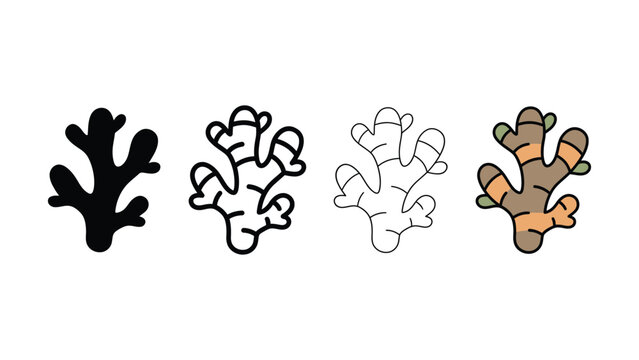 Ginger root vector silhouette in various styles with clean lines for culinary and wellness concepts isolated on white background