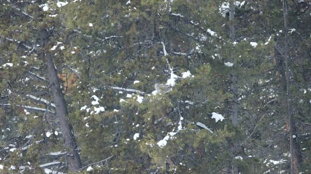 Great Gray Owl Glides through the Air against a background of Snow Covered Trees then Lands on a Branch, Knocking off Snow which Falls Down