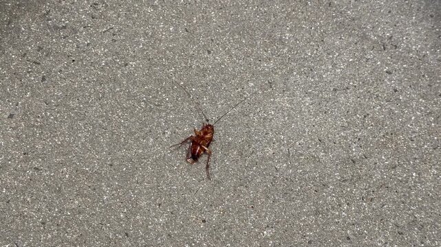 A dead cockroach lies on its back on a rough, speckled concrete or asphalt surface, with its long antennae and legs splayed outward. Close-up top-down shot with natural lighting.