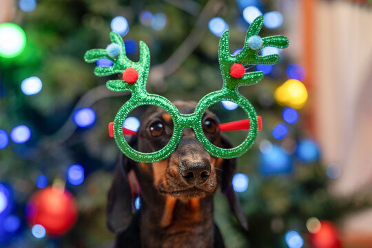 A black and tan dachshund dog wears glittery green novelty glasses with antlers and pompoms, its shiny nose in sharp focus against colorful bokeh lights, a playful new year party mood.