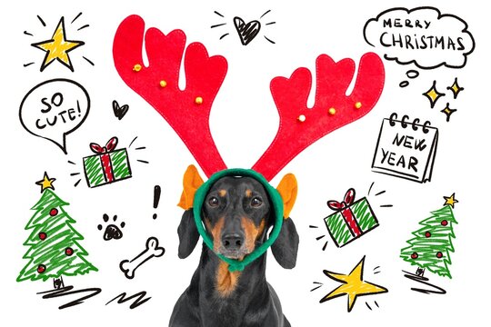A black and tan dachshund dog wears red reindeer antlers on a white background surrounded by hand drawn holiday doodles including a gift box, star and a speech bubble wishing merry season greetings.