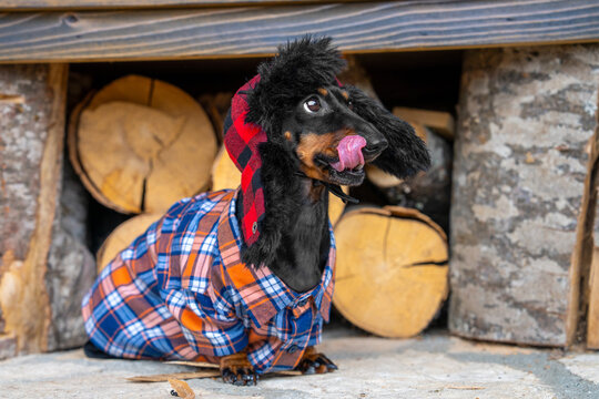 A black and tan dachshund dog wears a plaid flannel shirt and a fur trapper hat while licking its lips beside stacked firewood logs, a playful costume concept for autumn or winter.