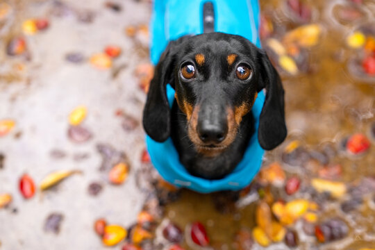 A black and tan dachshund dog wearing a blue coat sits on a path covered with fallen autumn leaves, gazing up with big eyes on a rainy day.