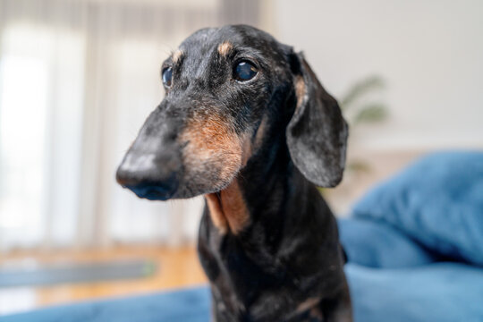 A black and tan dachshund with a graying face looks intently to the side while perched on a blue cushion in a bright living room, a concept of loyal companionship and animal attention.