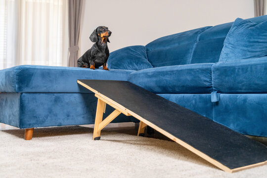 A black and tan dachshund dog sits atop a blue sofa next to a wooden pet ramp in a living room, a concept of mobility aid and joint safety for small dogs.