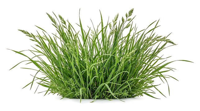 Fresh Green Grass Tuft Isolated on White Background