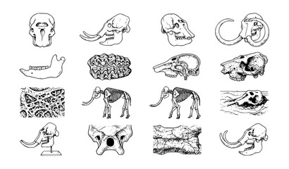 Obraz premium 16 Vintage Mammoth Skull Fossil and Anatomy Engraving Vector Set
