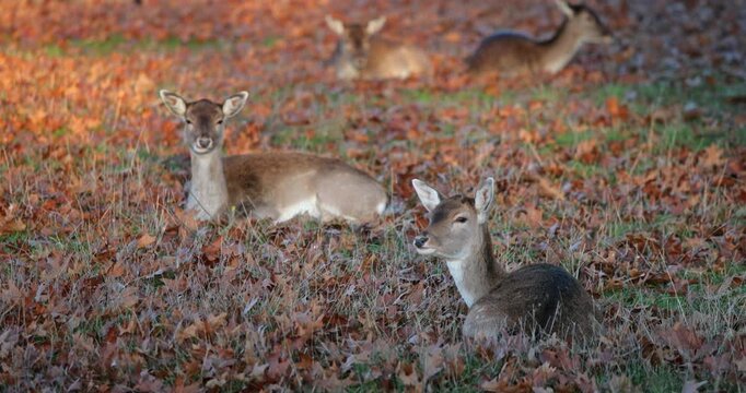 Herd of deer resting on fallen autumn leaves and dry grass in a tranquil forest habitat, capturing peaceful wildlife, seasonal colors and natural outdoor serenity
