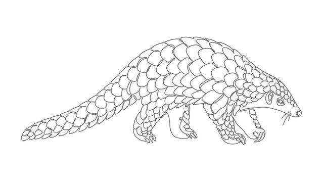 Pangolin Outline: A detailed line drawing of a pangolin, showcasing its distinctive scaly armor and unique form, ready for coloring.