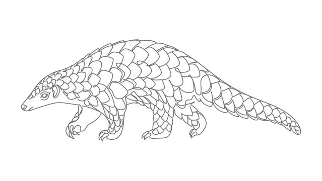 Pangolin Illustration: A line drawing of a pangolin, a unique mammal known for its protective scales, walking forward with its claws extended.