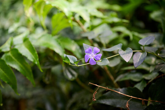 Purple Periwinkle Flower Blooming Among Green Leaves in a Garden