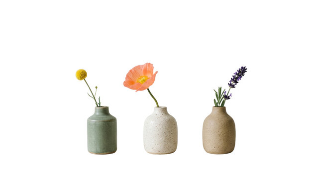 Orange poppy and yellow billy ball in ceramic vases kept on png background file