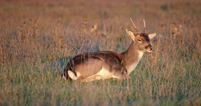 Fallow deer buck laying down in a natural meadow habitat, relaxing peacefully with its mouth slightly open, illuminated by the warm light of late afternoon or early evening